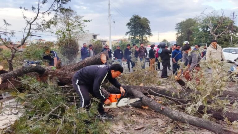 1200-675-23473543-thumbnail-16x9-tree