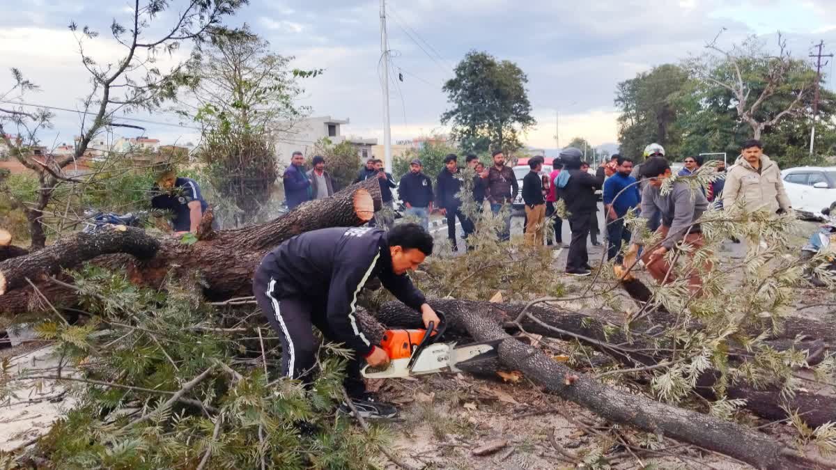 1200-675-23473543-thumbnail-16x9-tree