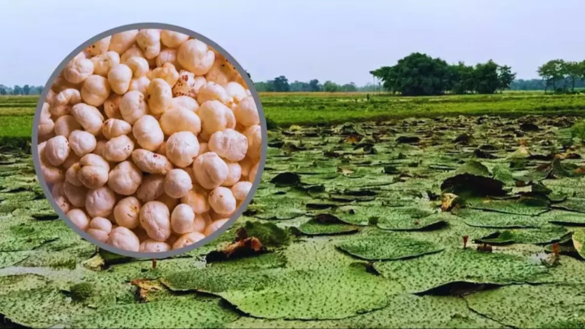 08_09_2025-makhana_24039707-1766630832146